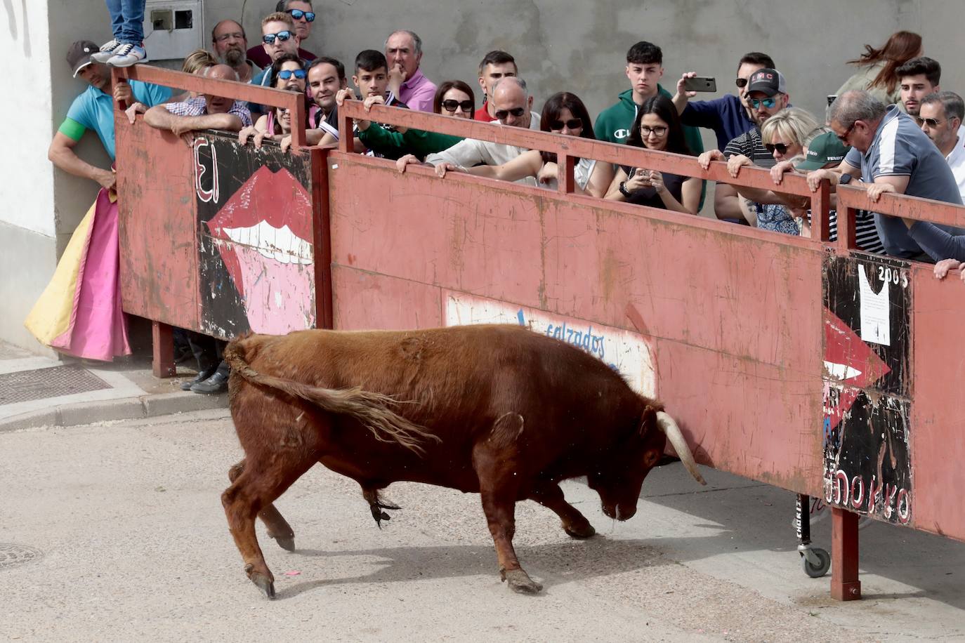 Encierro en la Seca con motivo de la Fiesta del Verdejo