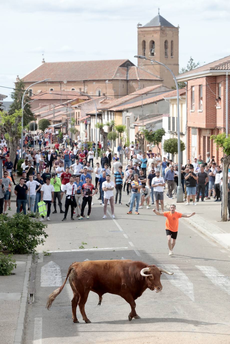 Encierro en la Seca con motivo de la Fiesta del Verdejo