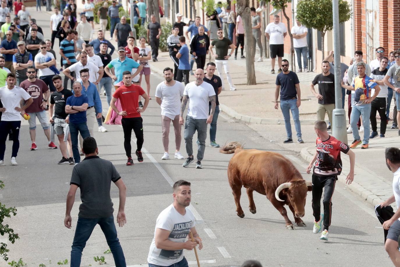 Encierro en la Seca con motivo de la Fiesta del Verdejo