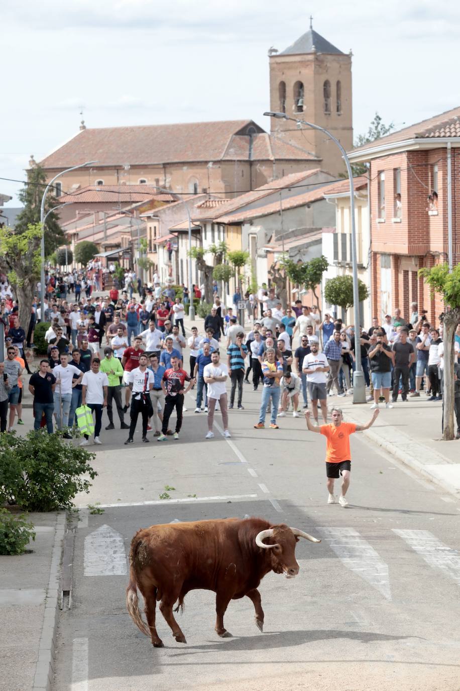 Encierro en la Seca con motivo de la Fiesta del Verdejo