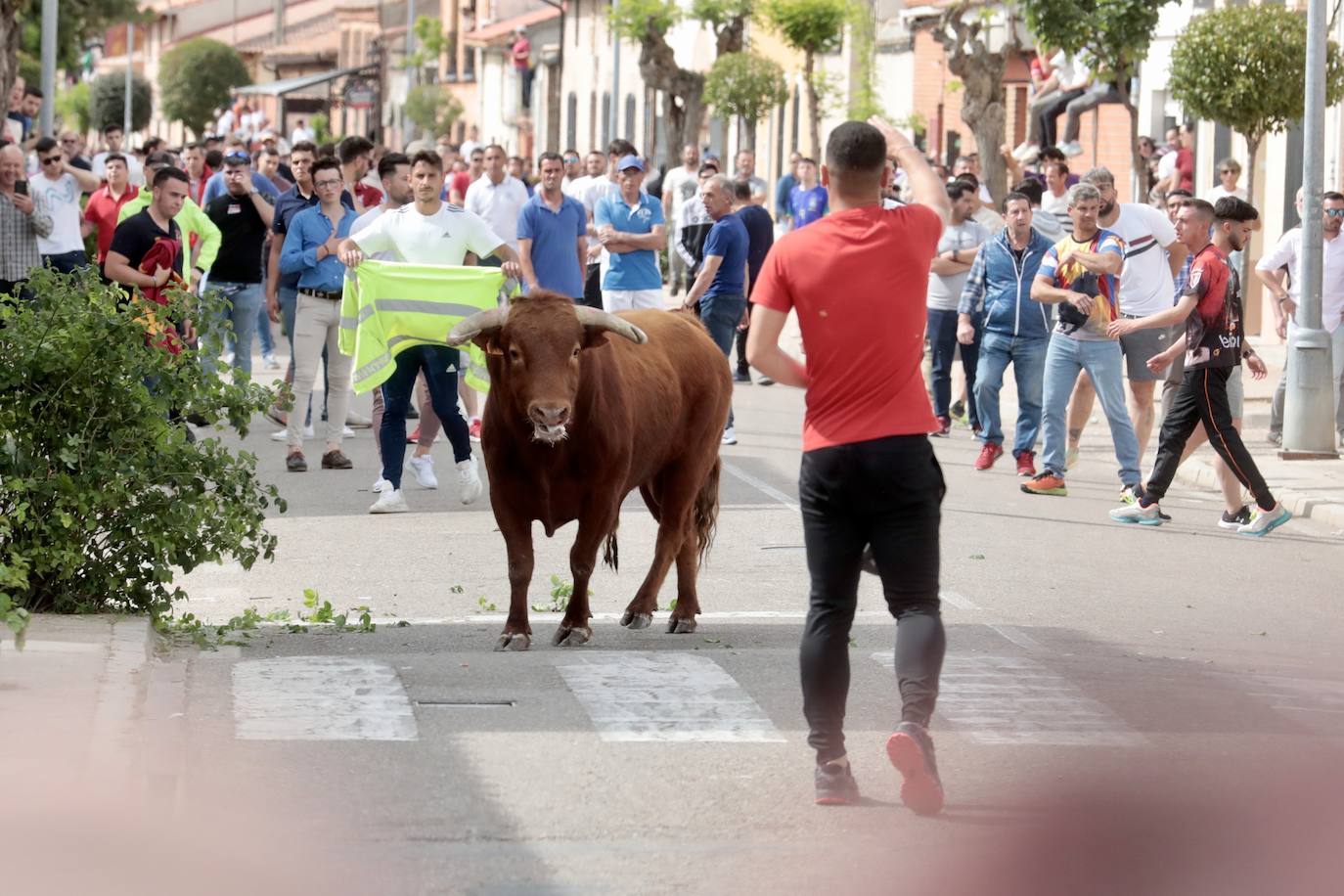 Encierro en la Seca con motivo de la Fiesta del Verdejo