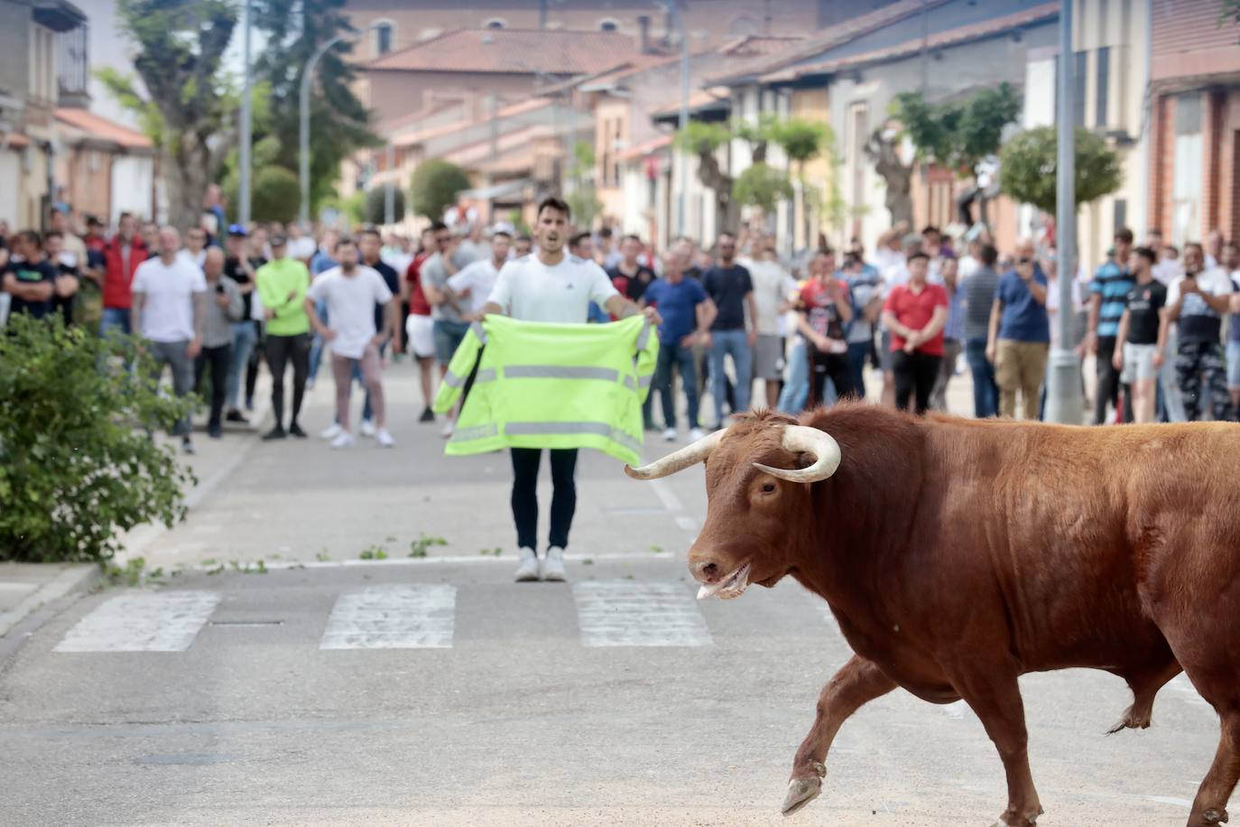 Encierro en la Seca con motivo de la Fiesta del Verdejo