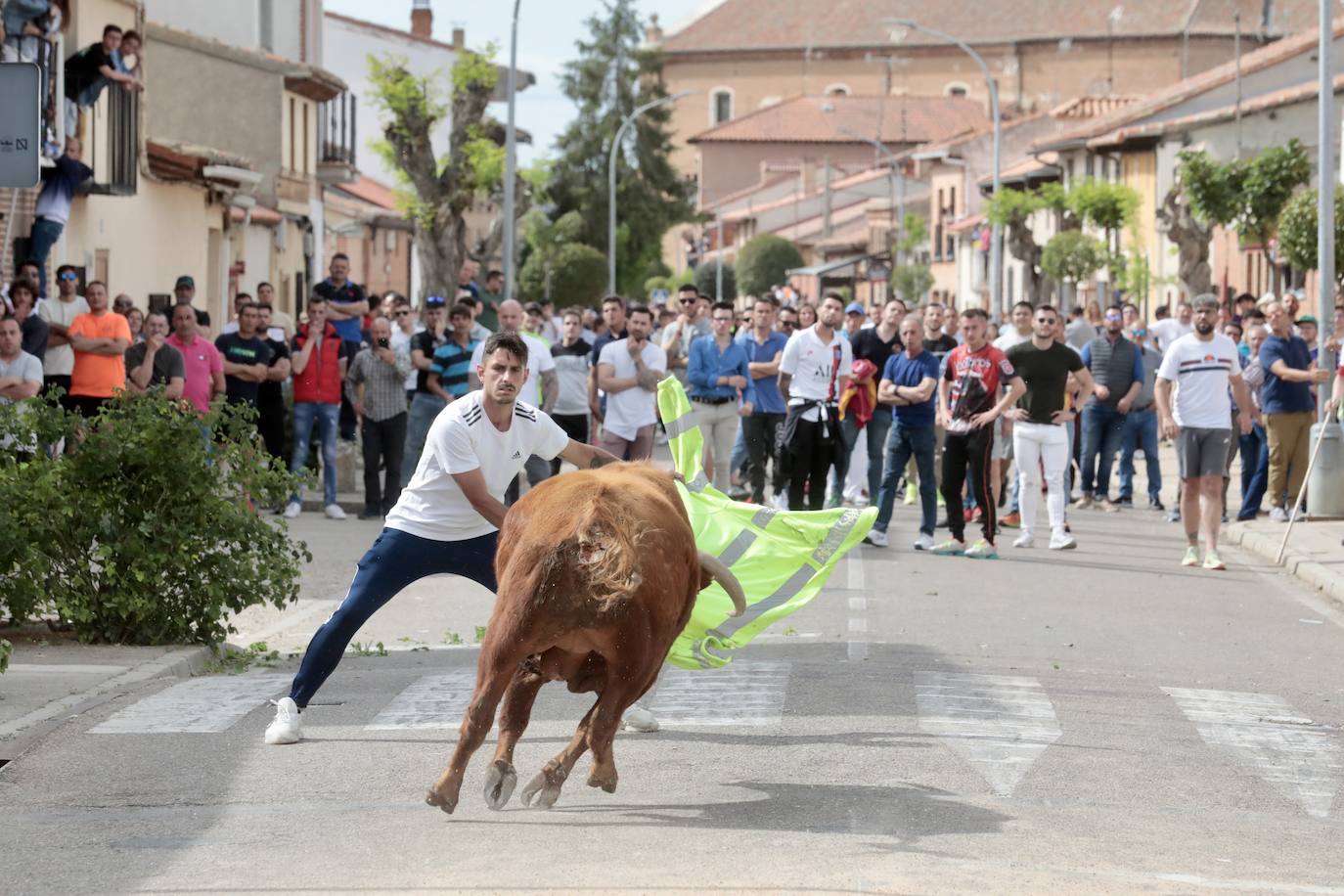 Encierro en la Seca con motivo de la Fiesta del Verdejo