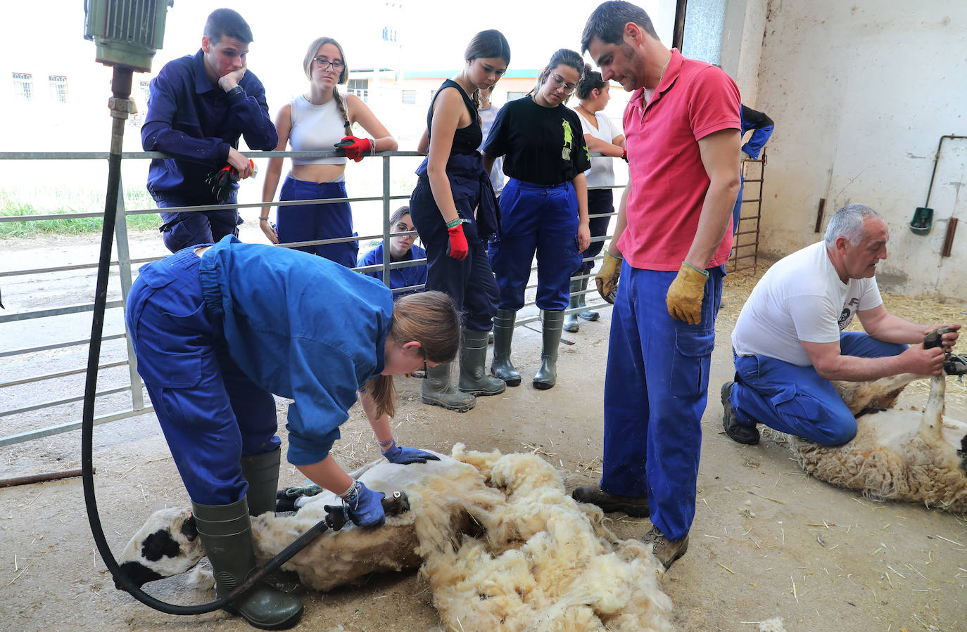 El centro de Viñalta ofrece un curso para aprender a esquilar ovejas