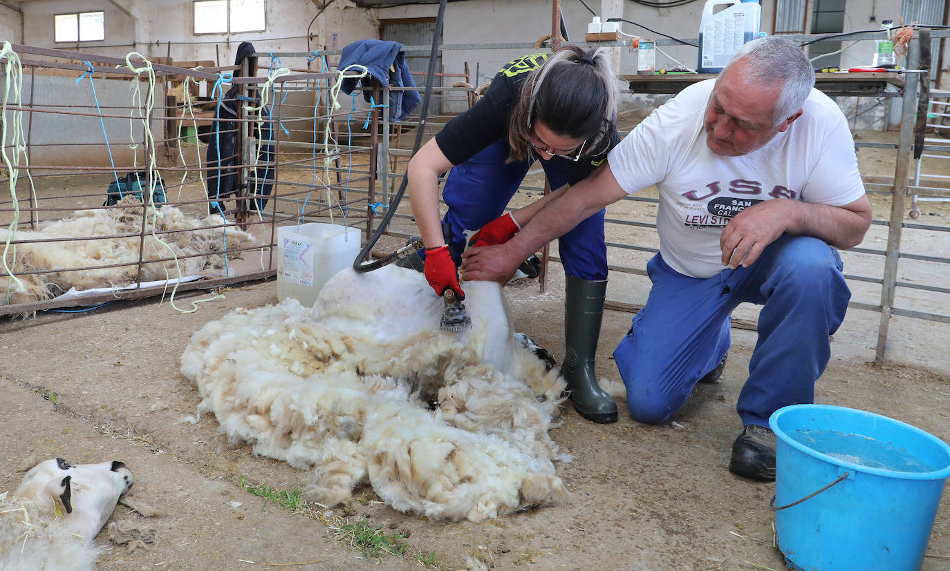 El centro de Viñalta ofrece un curso para aprender a esquilar ovejas