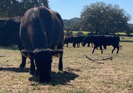 El ganado aprovecha el poco pasto que hay en una finca de la provincia de Salamanca.