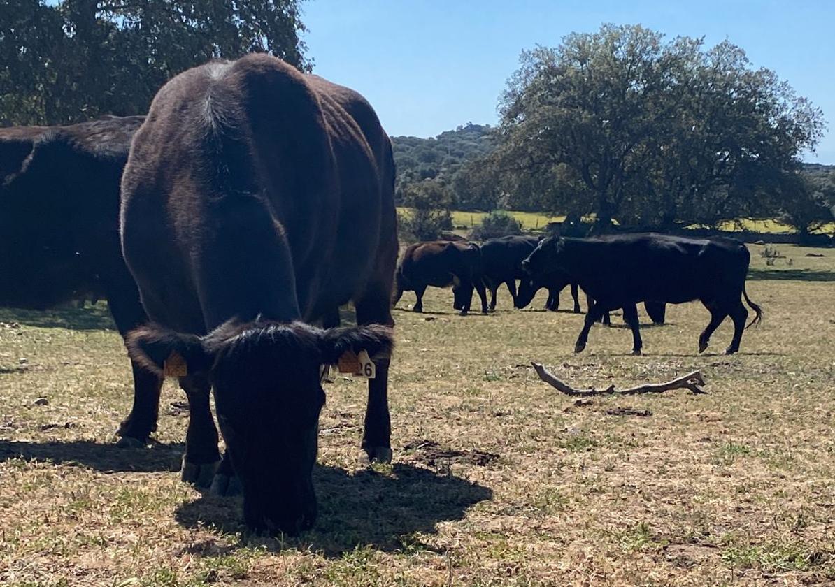 El ganado aprovecha el poco pasto que hay en una finca de la provincia de Salamanca.