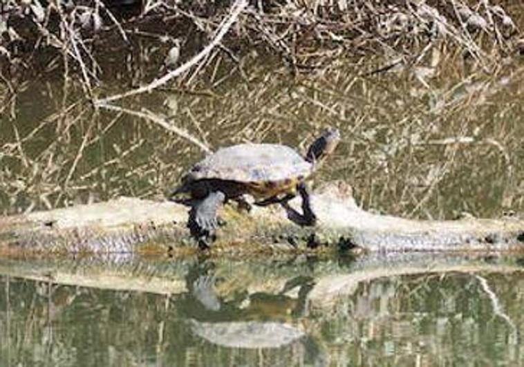 Tortuga de Florida en El Palero, en una imagen tomada en 2019 y que se repite cada año.