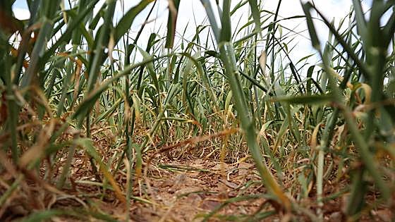 El Plan Estratégico de la PAC contará con su propio Comité de Seguimiento