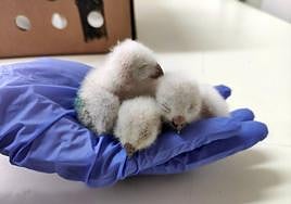 Aves rapaces en un centro de recuperación de aves de Castilla y León.