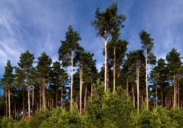Bosque de Navaleno