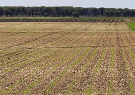 Parcela de remolacha en la provincia de Valladolid.