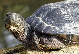 Tortuga leprosa, autóctona del país, al sol en un tronco de la isla de El Palero del Pisuerga en una fotografía tomada hace una semana.