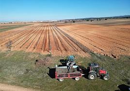 Trabajos en un viñedo.
