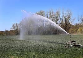 Riego de cereal en Monzón de Campos.