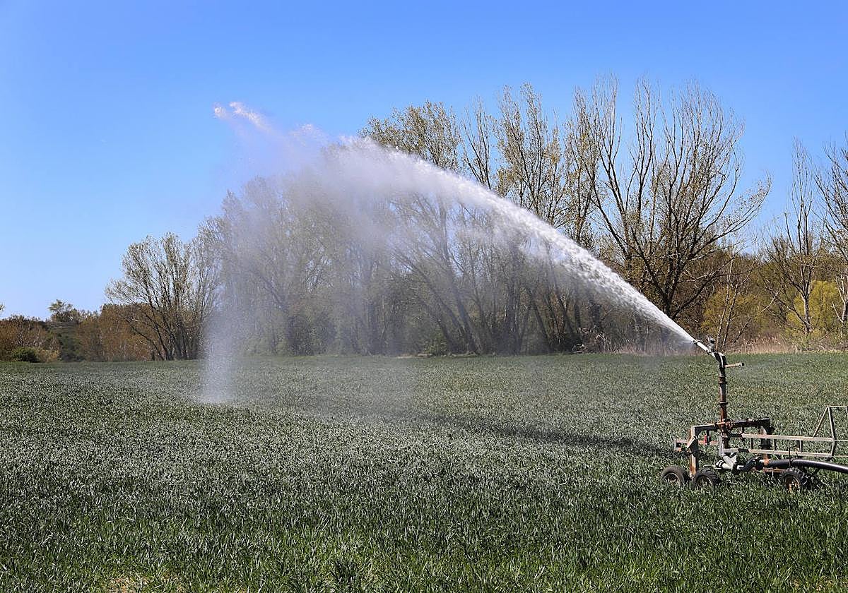 Riego de cereal en Monzón de Campos.