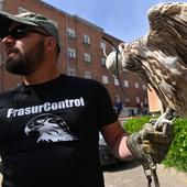 Valladolid estudia el uso de rapaces para frenar la plaga de palomas