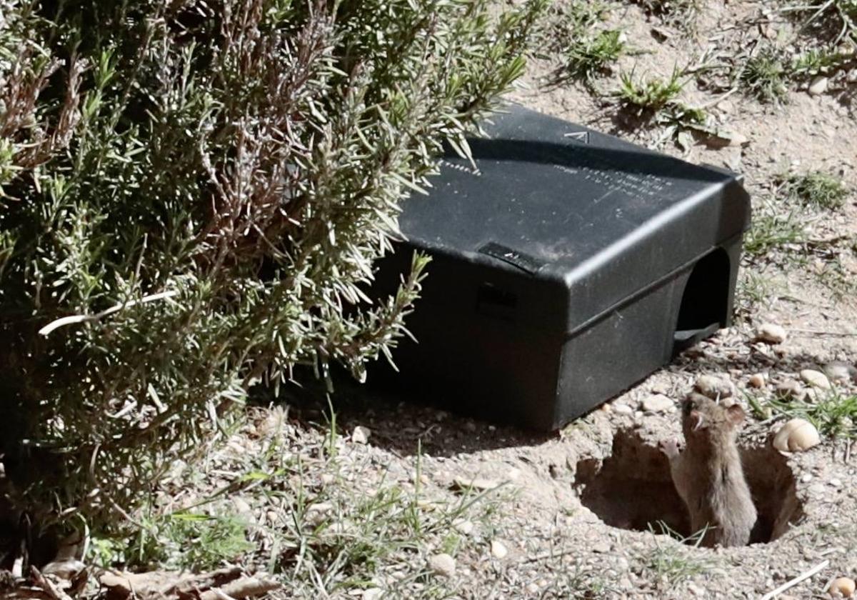 Una rata, junto a una de las trampas instaladas el mes pasado en la ribera del Esgueva.