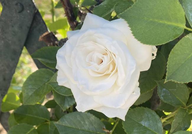 Rosa White Cockade.