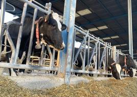 Explotación de vacuno de leche en la provincia de Valladolid.