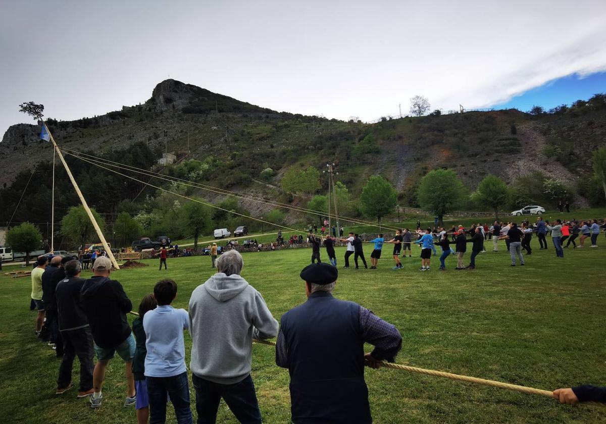 Los vecinos tiran con decisión de la soga para encajar el pino en el hoyo.