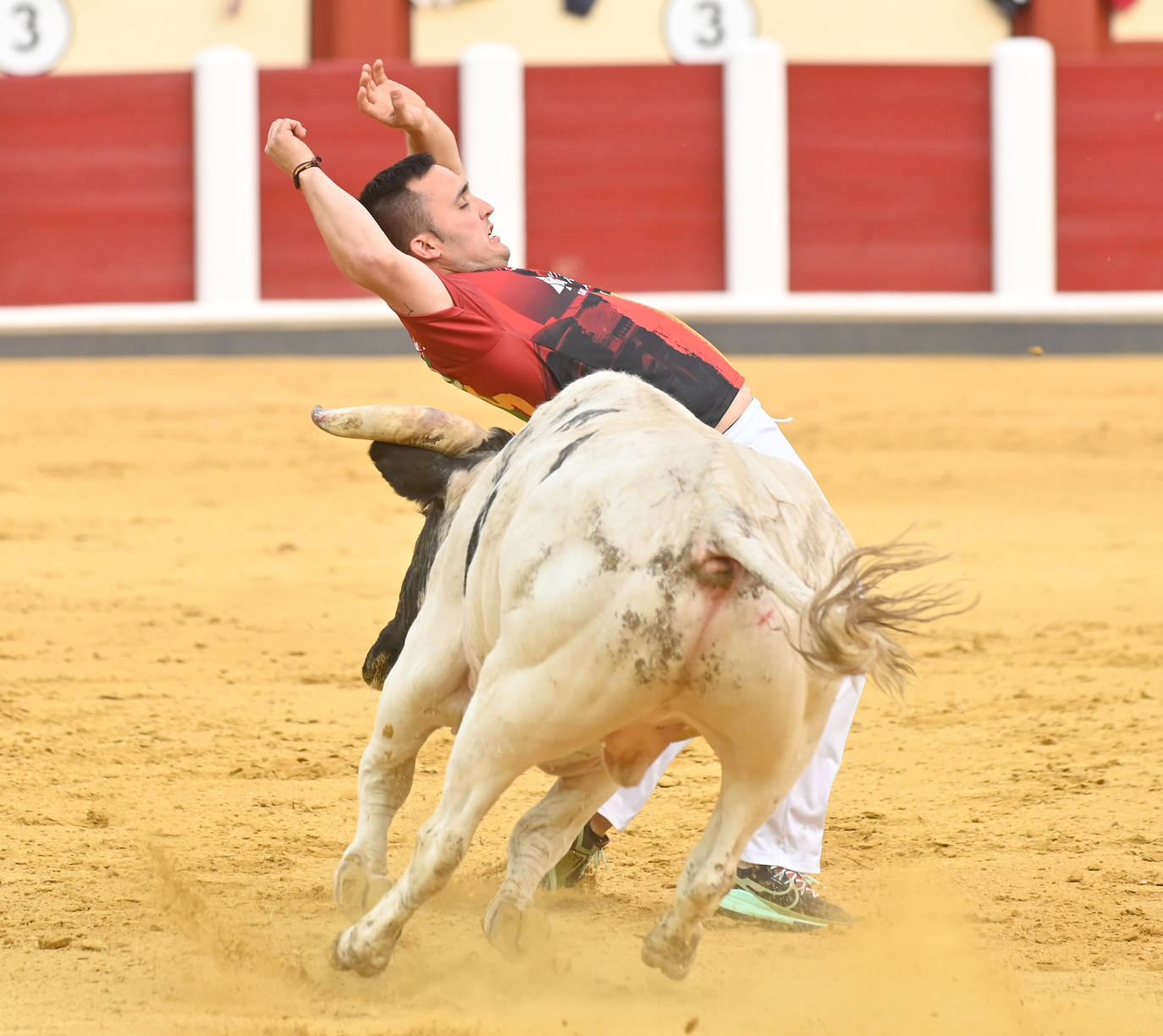 La mejores fotos del Concurso cortes quiebros y saltos de Valladolid (I)