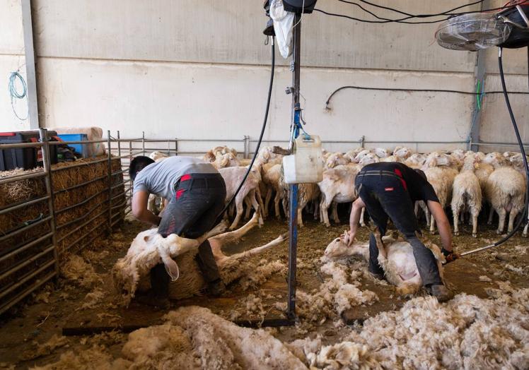 Imagen principal - Esquiladores uruguayos en Agropecuaria Banejo.