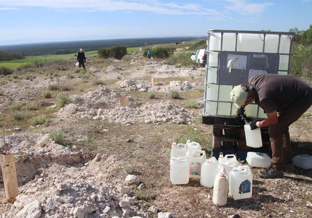 Voluntarios de El Espadañal llevan a cabo en Cuéllar, este fin de semana, el riego de una plantación.