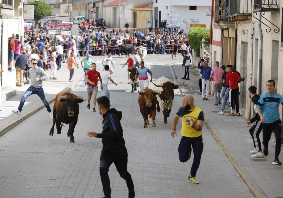 Encierro vespertino de los Toros de Mayo del 2022.