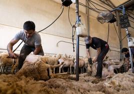 Cuadrilla de esquiladores en una finca ganadera de la localidad vallisoletana de Pollos