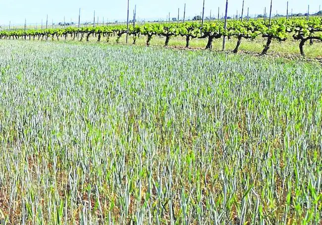 Aspecto de un sembrado de cereal de la Zona Páramo de Corcos, en Moradillo, entre Burgos ySegovia, la pasada semana.