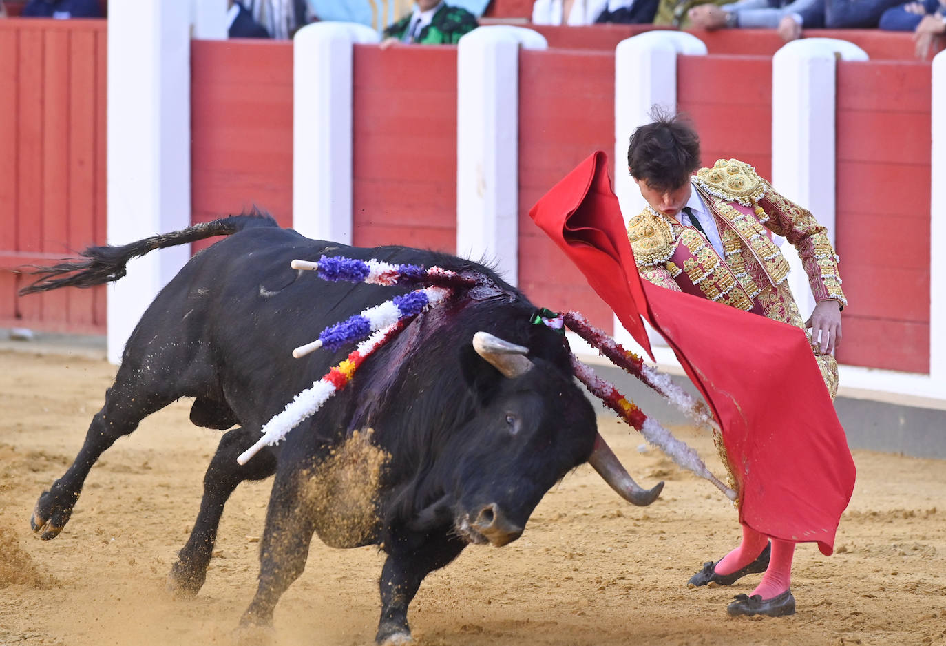 La novillada de San Pedro Regalado, en imágenes