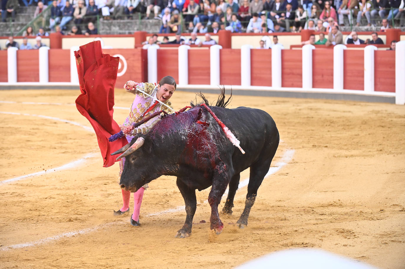 La novillada de San Pedro Regalado, en imágenes