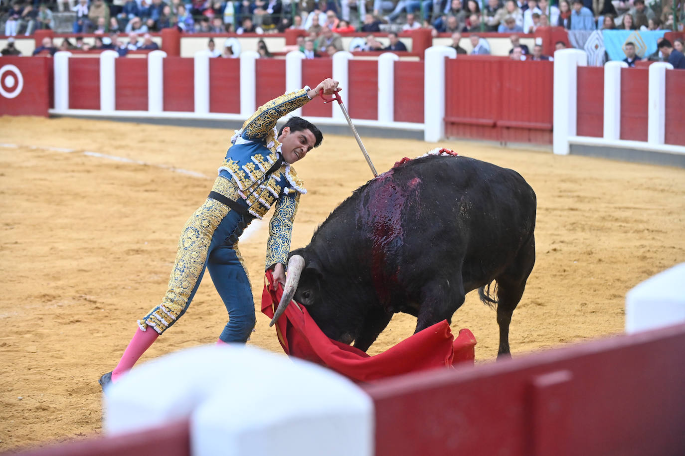 La novillada de San Pedro Regalado, en imágenes