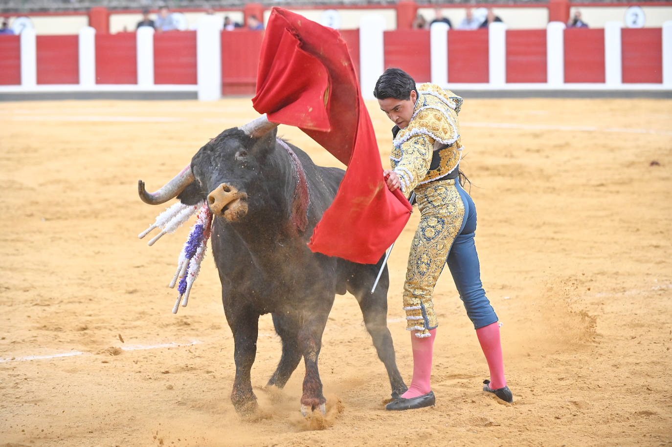 La novillada de San Pedro Regalado, en imágenes