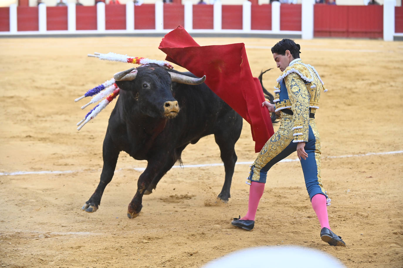 La novillada de San Pedro Regalado, en imágenes