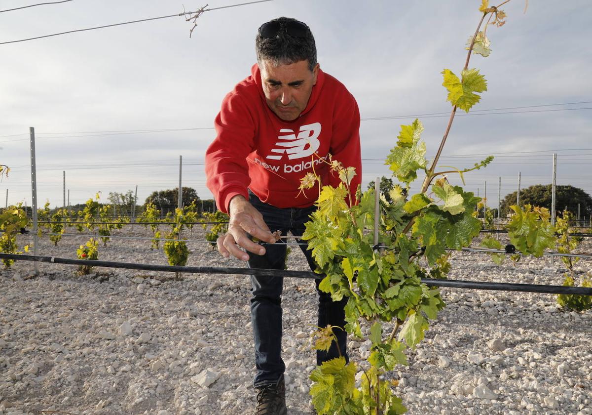 Luis Antonio Arranz, viticultor de Olmos de Peñafiel, revisa su viñedo.