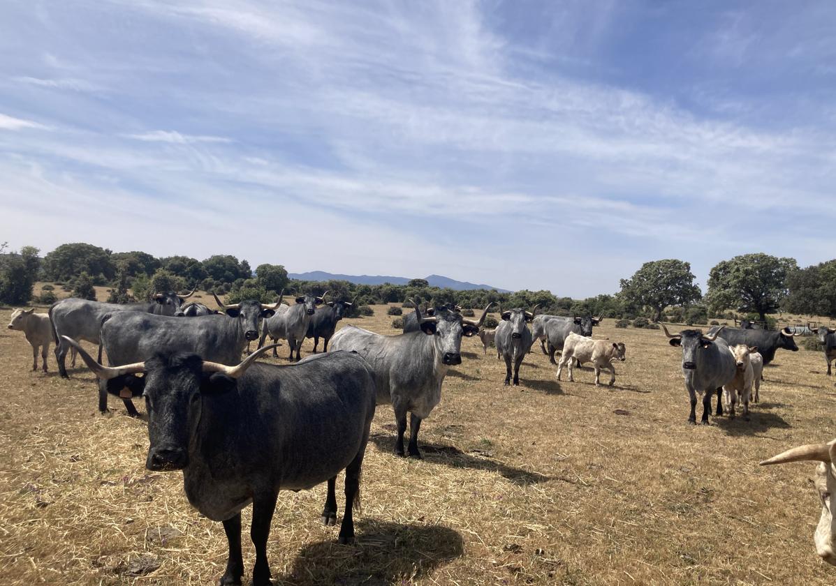 La falta de pastos y la subida de paja y forrajes envían al matadero un 30% más de vacas