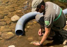 Un agente medioambiental recoge peces muertos en el cauce del Cega durante la sequía del pasado verano.
