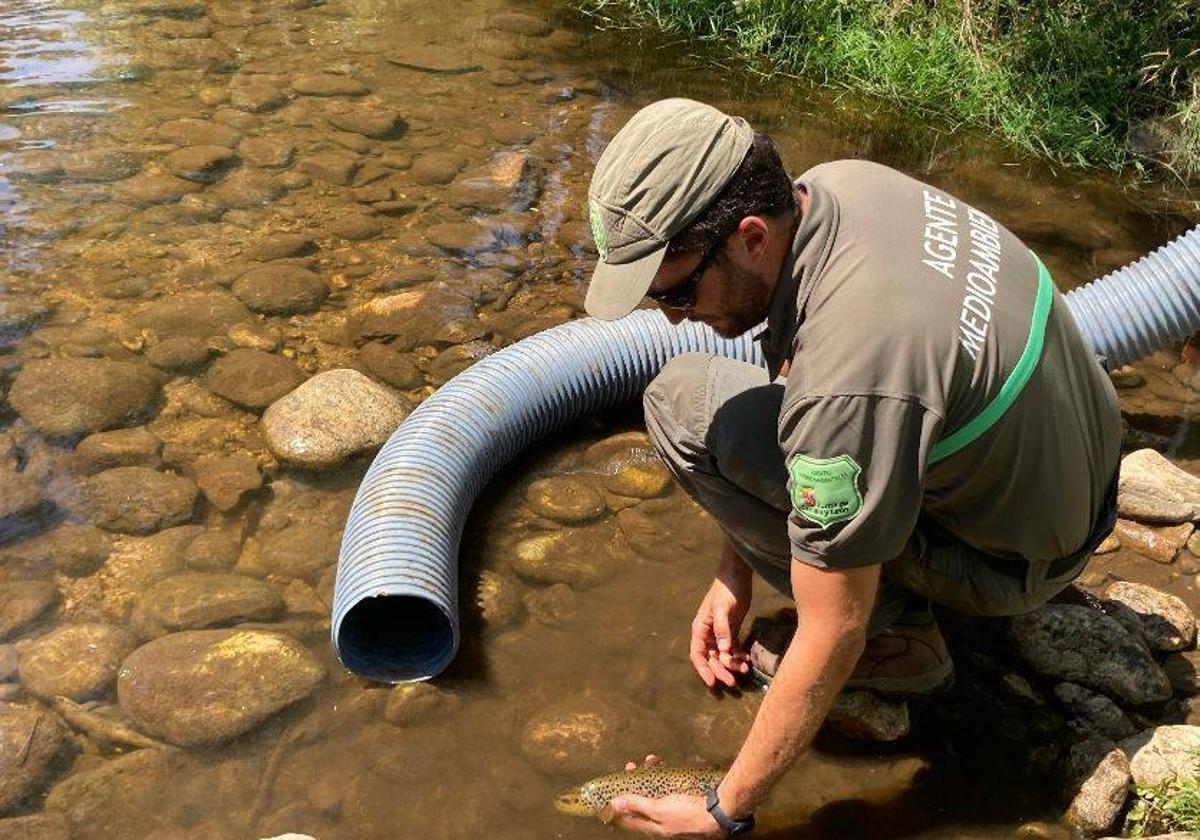 Un agente medioambiental recoge peces muertos en el cauce del Cega durante la sequía del pasado verano.