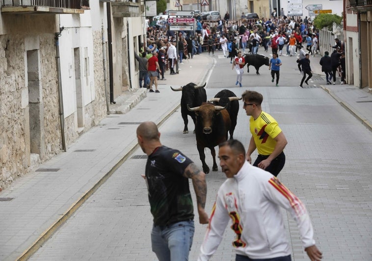 Tres novillos llegan a la plaza del Coso.