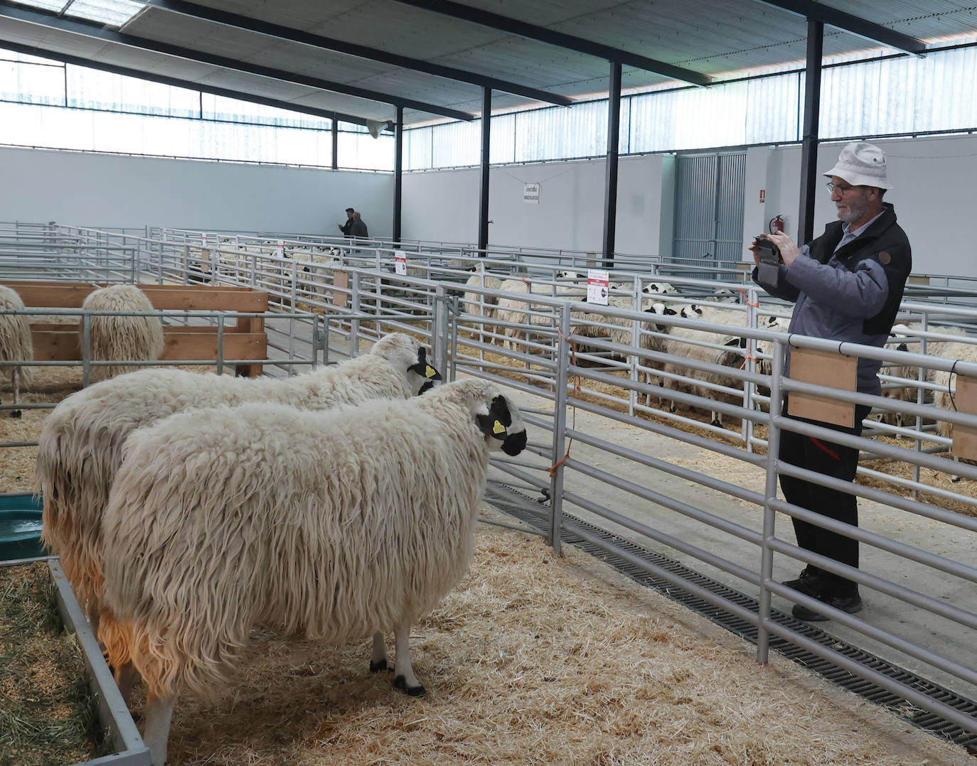 Feria Nacional de Ganado Ovino Selecto de Raza Churra en Palencia