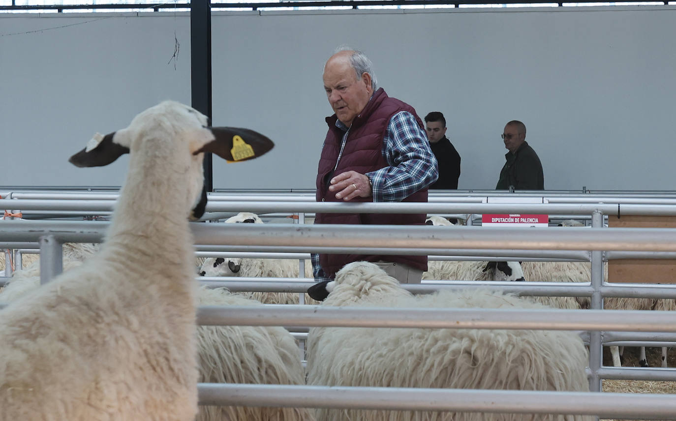 Feria Nacional de Ganado Ovino Selecto de Raza Churra en Palencia