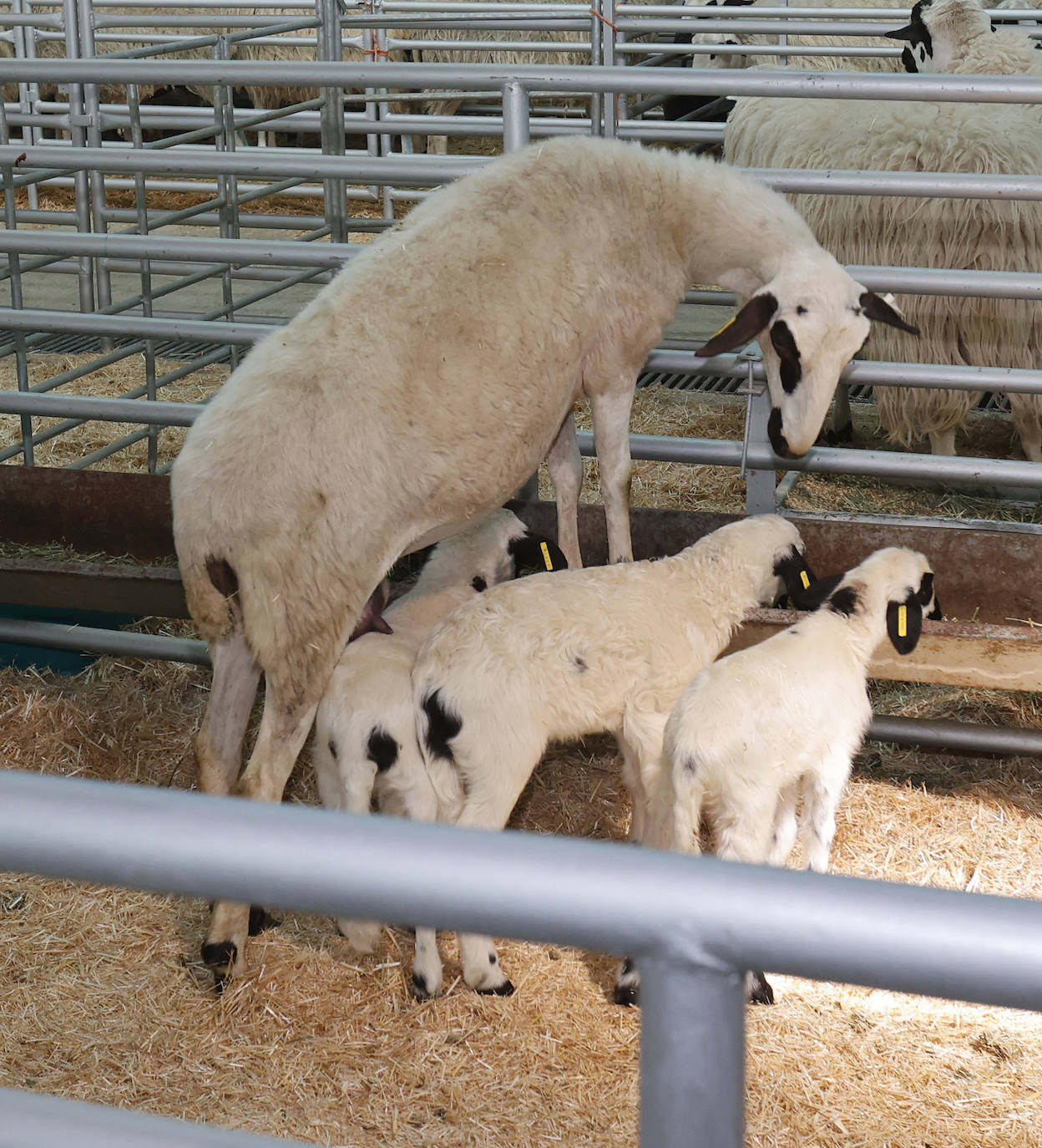 Feria Nacional de Ganado Ovino Selecto de Raza Churra en Palencia