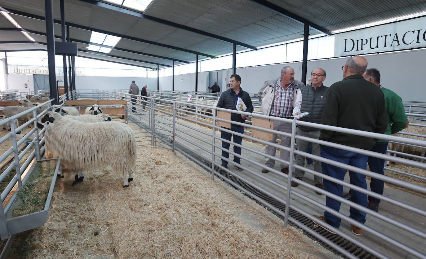 Feria Nacional de Ganado Ovino Selecto de Raza Churra en Palencia