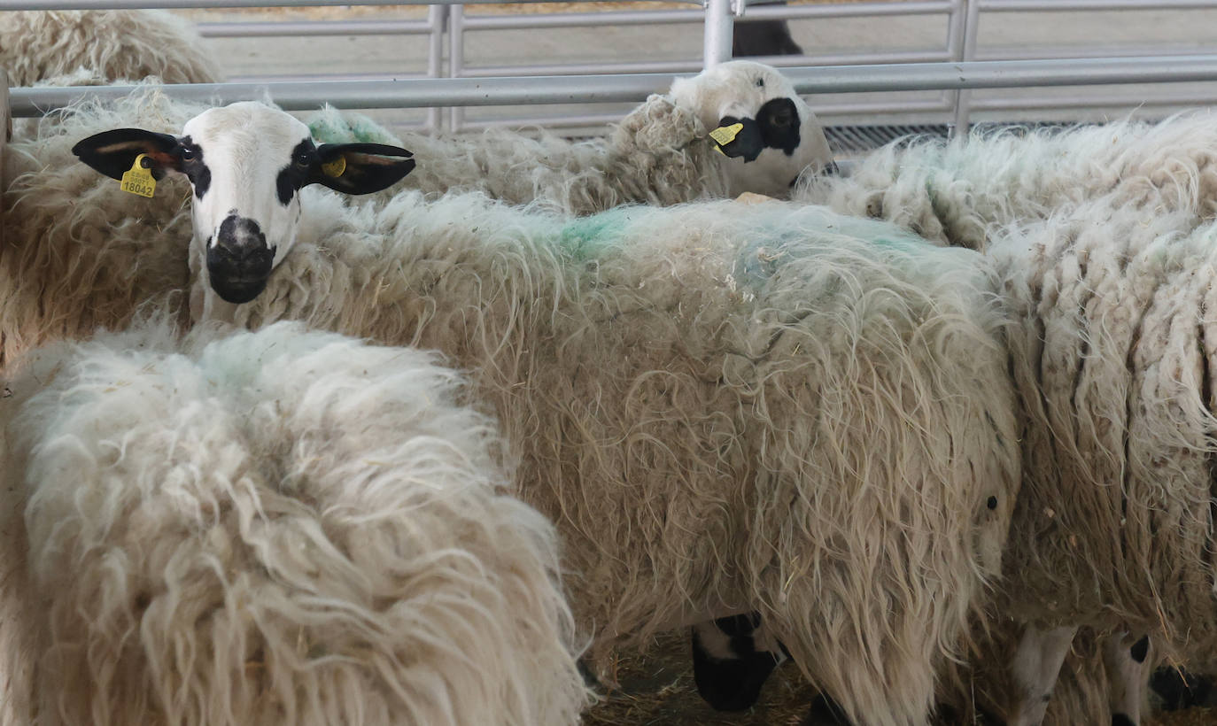 Feria Nacional de Ganado Ovino Selecto de Raza Churra en Palencia