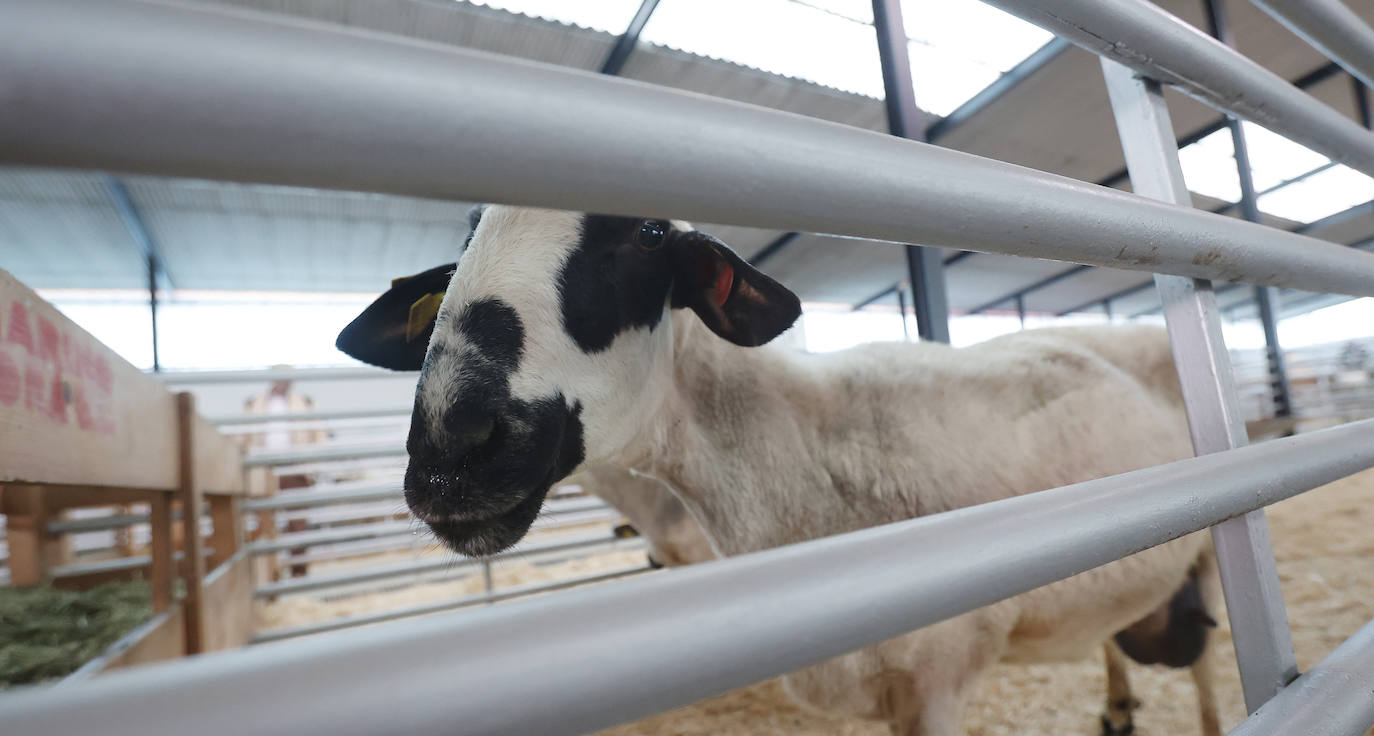 Feria Nacional de Ganado Ovino Selecto de Raza Churra en Palencia