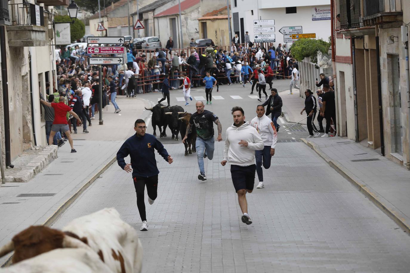 Los Toros de Mayo arrancan con un gran ambiente festivo en Peñafiel