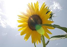 Paredes de Nava contará con una planta de refinado de aceite de girasol y colza