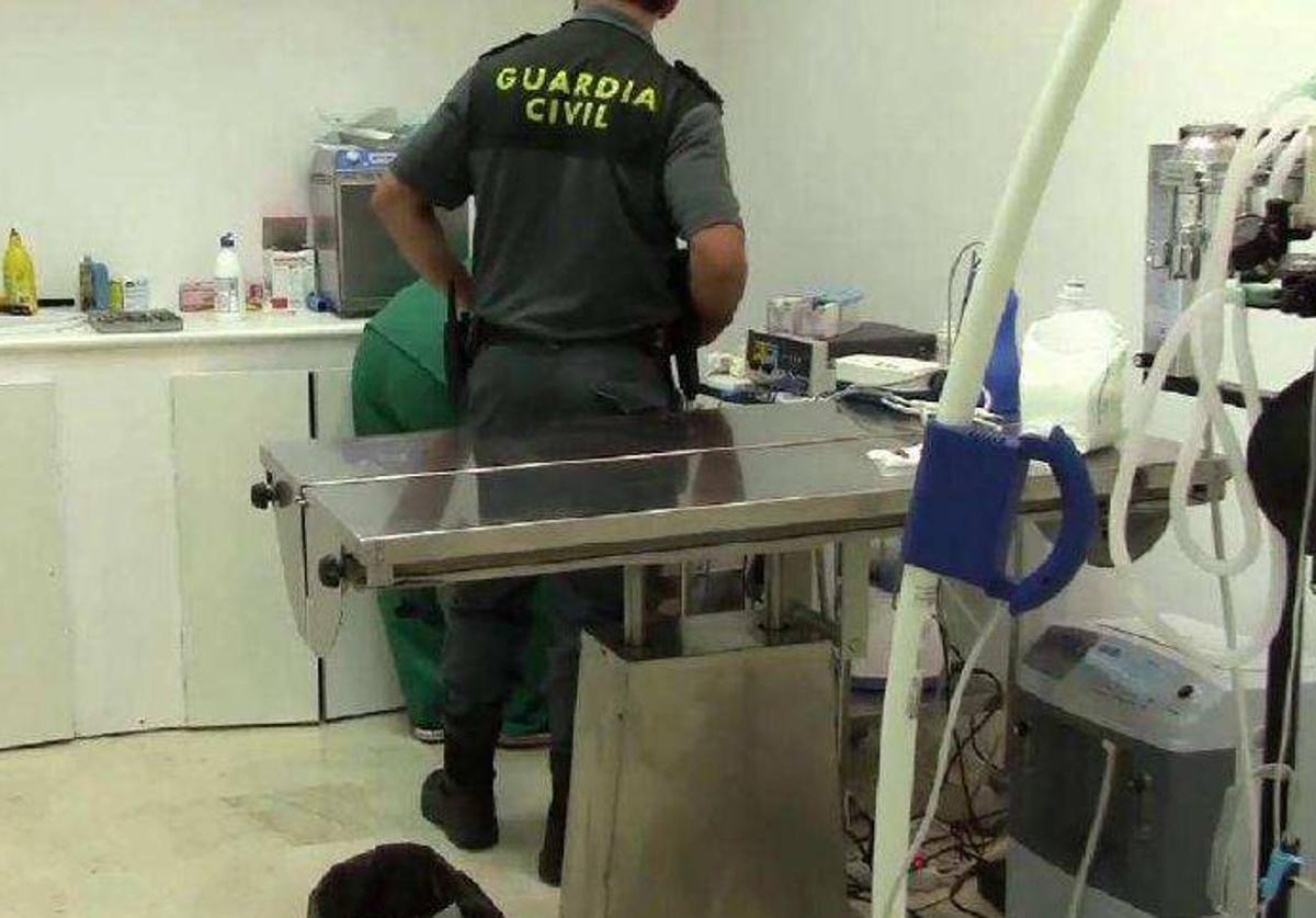 Investigados por ejercer como veterinarios sin serlo en una clínica de Valladolid